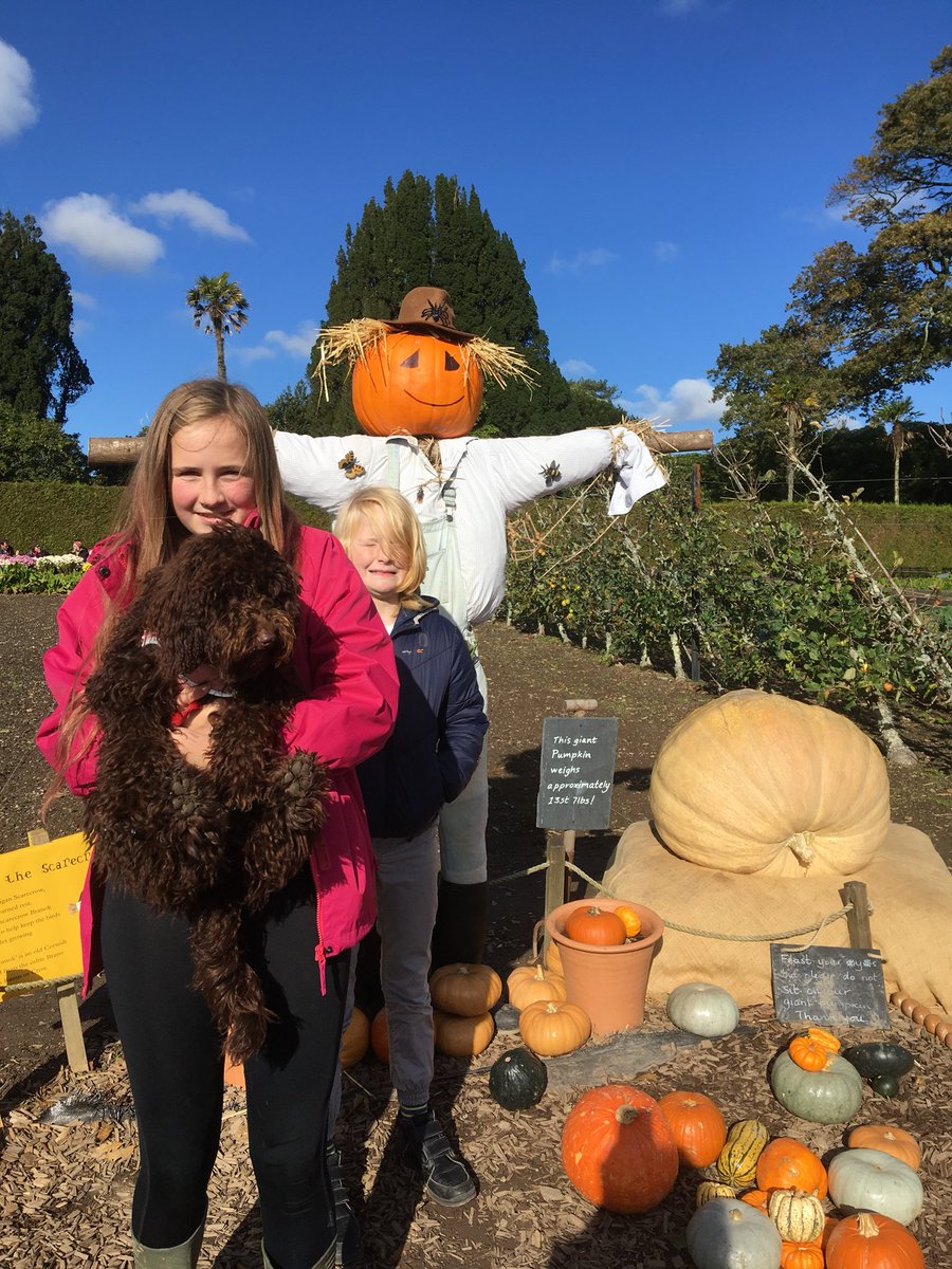 AlisonHodgetts2's tweet photo. A beautiful autumn days walk @HeliganGardens - stunning colours and Halloween fun. Always a great day out https://t.co/PEXwnE6lCY