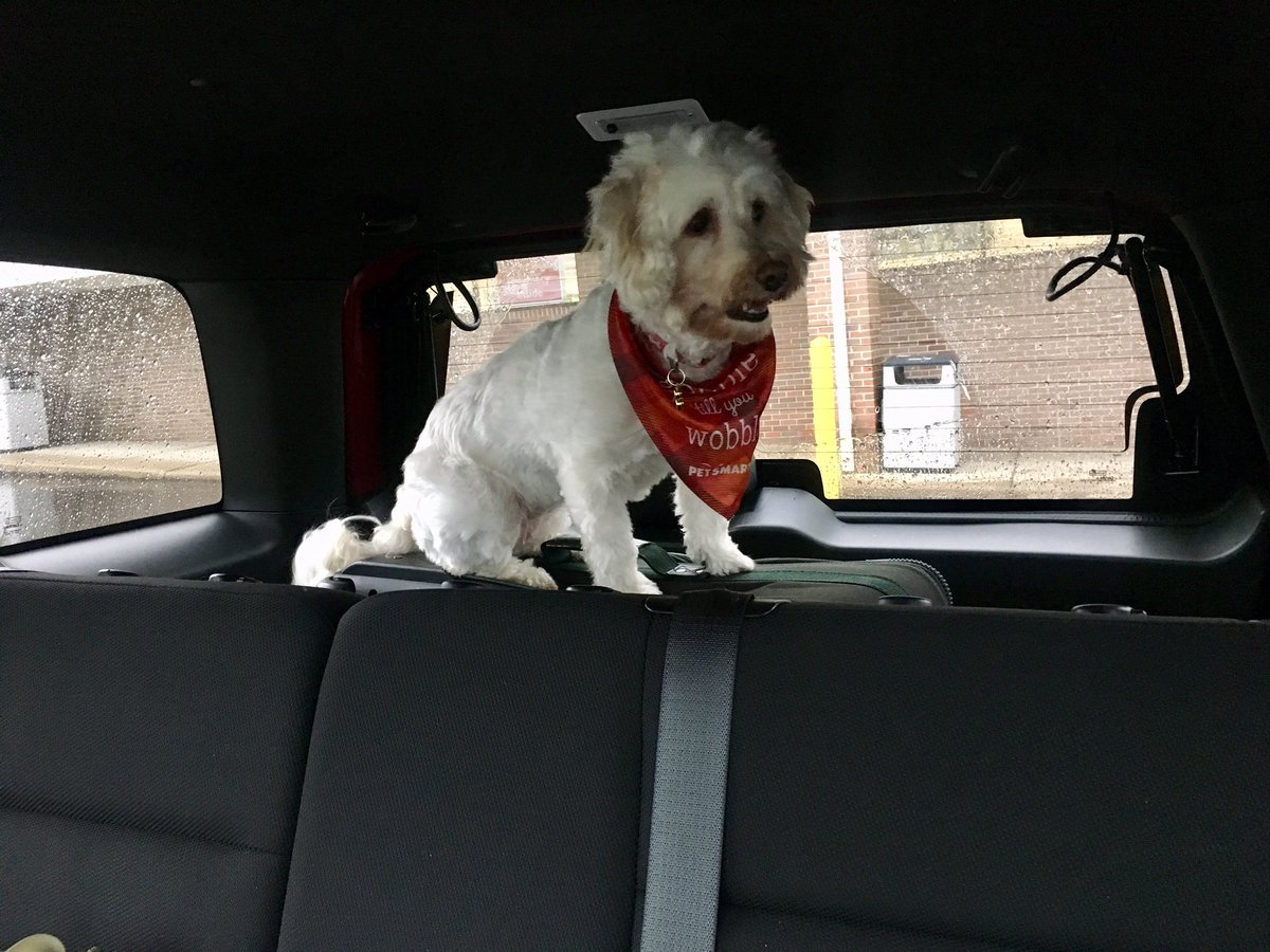 danihainer's tweet image. Best view in the car waiting for mom. If I fits, I sits. It’s the law. 13/10 acrobatic doggo
 @dog_rates
