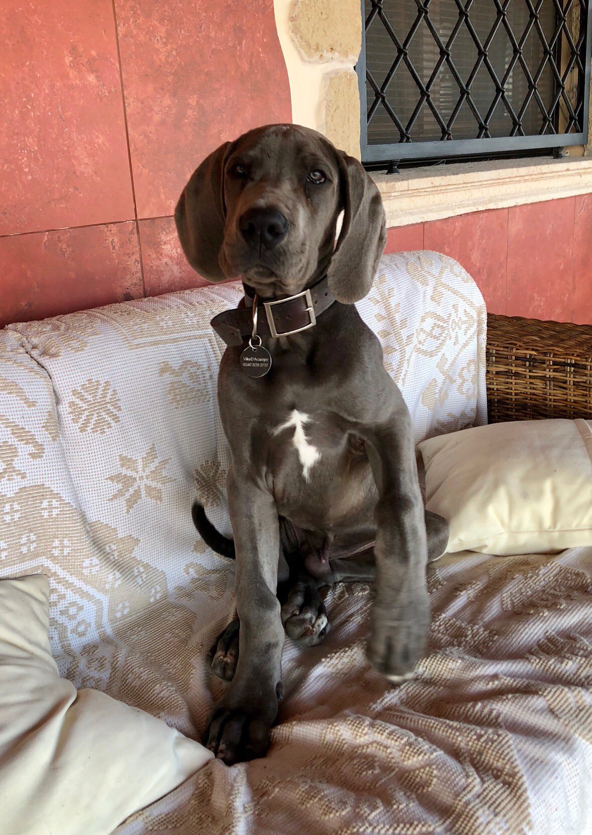 7 month old store great dane