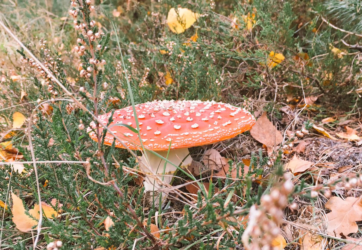 Herfst🌿🍁🔆🍃!