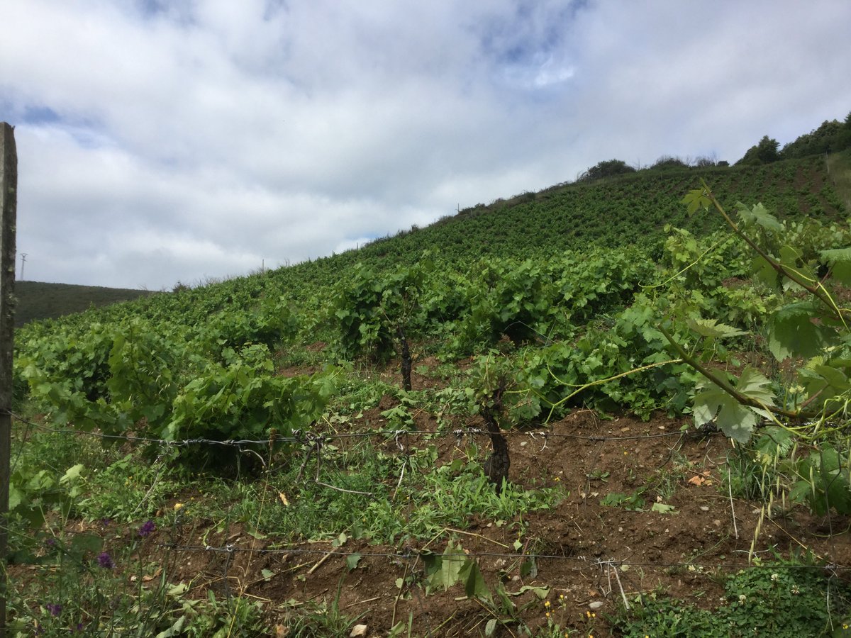 muladhara's tweet image. #DJPalacios:#Bierzo: @winewankers @nineov @DemiCassiani @Chetanshrimal @KelvinWineTherm @pietrosd @luribea68 @mitchellyoung19 @nicottorres1 @champodelux @saranstm @SteveKubota @lebonvinfr @malena_ky @BibendaAssisi @mindanao55 @Oberreimer @DominiqueHornig @Specmonkey @winegal57