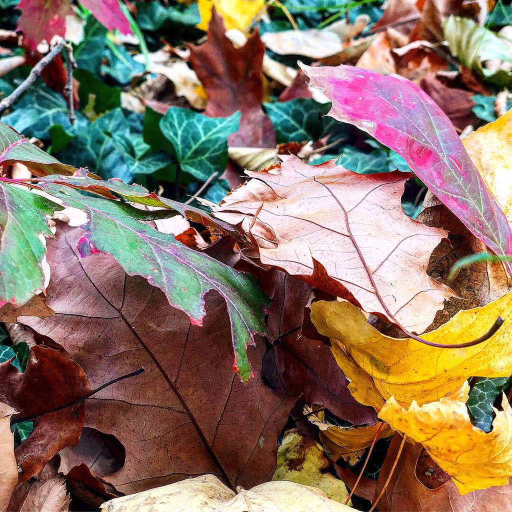 Amb_LenditaH's tweet photo. #Sunday motivation #fallcolours - walking around my hometown 
#peja #kosovo #UnbeleafableFall #foliage https://t.co/g3336dxJVa