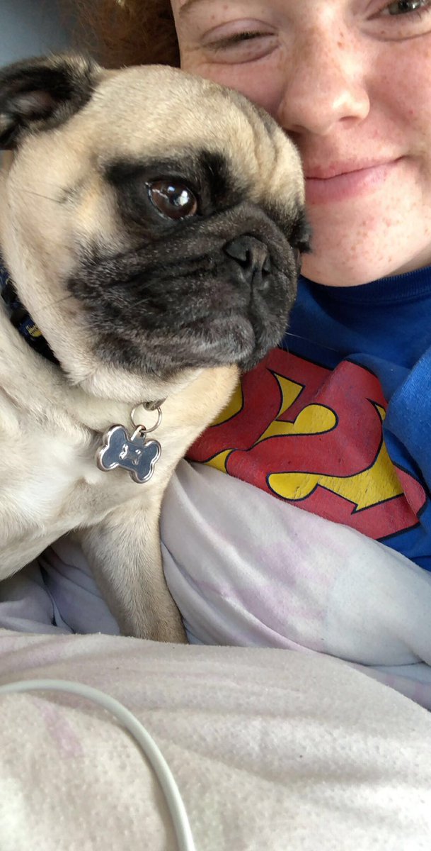 PebblesPug's tweet photo. Mommy misses me, and I miss her https://t.co/iEcB2F3kWj