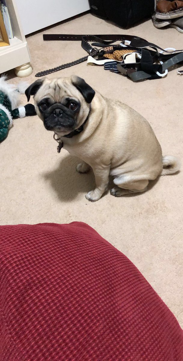 PebblesPug's tweet photo. Mommy misses me, and I miss her https://t.co/iEcB2F3kWj