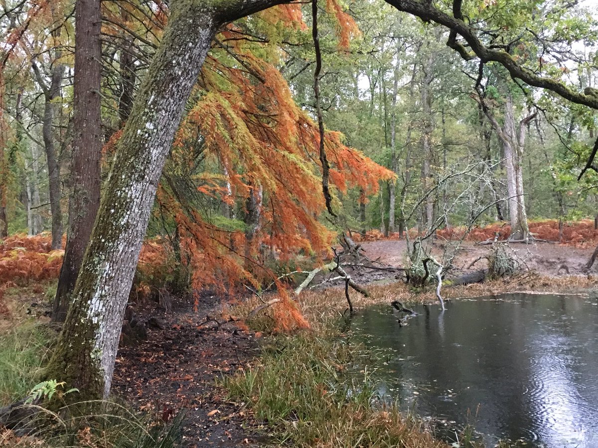 ALeaument's tweet image. Bon. C’est l’automne.