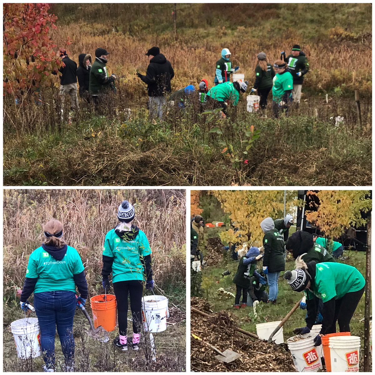 The cold and wet couldn’t stop this small but mighty crew of #TDTreeDays volunteers from planting 450 trees in @TownOfMilton. Thanks @CH_Comm for the support and expertise. @NickPodetz_TD @Colin1Best @kate_cochrane @TDFEF