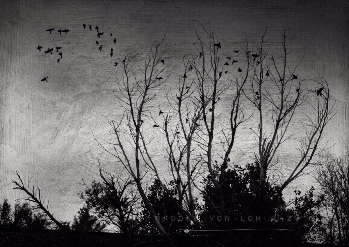 bvonloh's tweet image. #distressedfx #stackablesapp #getolympus #layers #desaturated #blackandwhitephotography #birbs