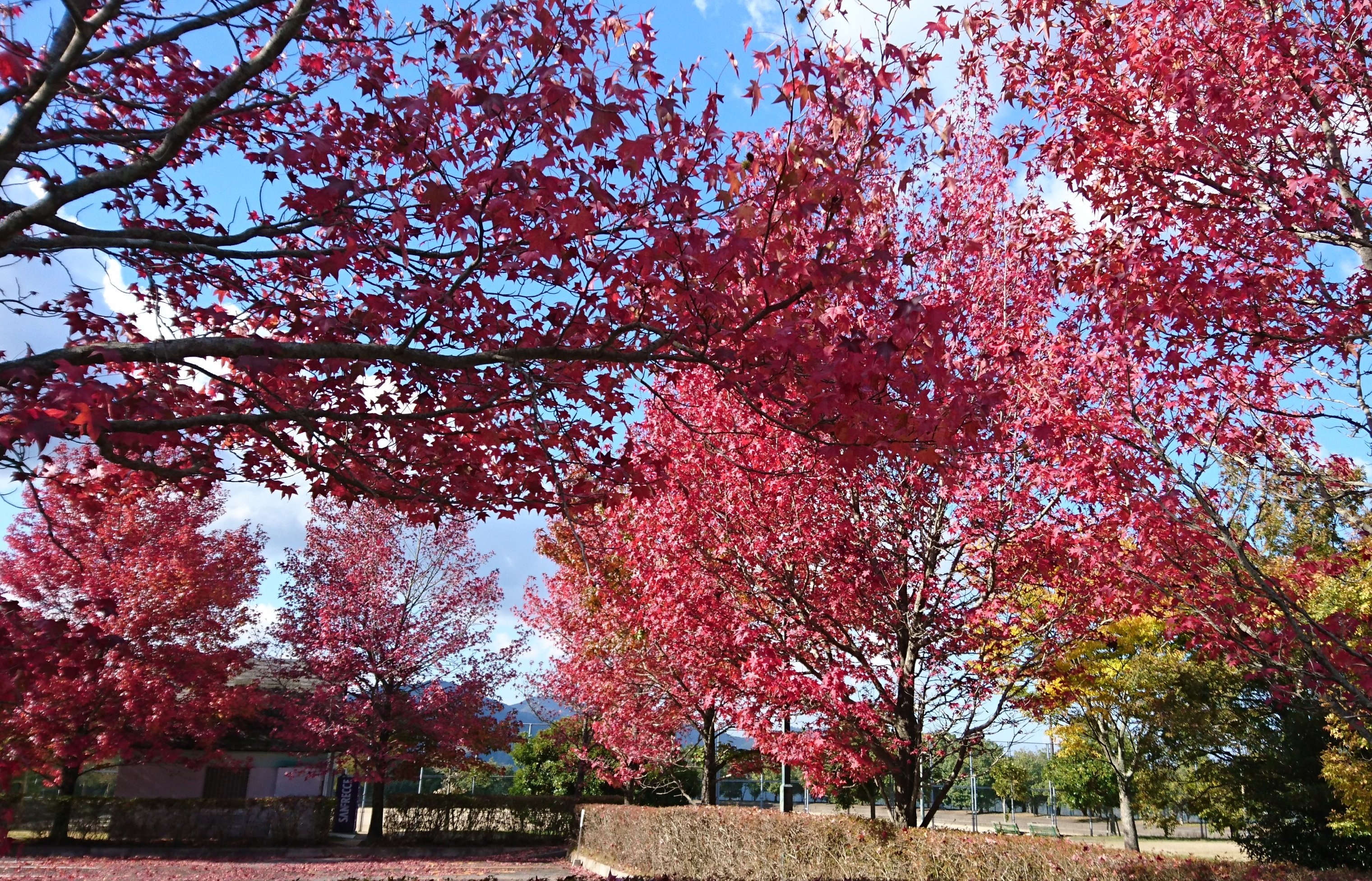 グリーンヒル郷原 グリーンヒルの紅葉 アメリカ楓が赤くきれいに染まってます 街路樹の台湾楓はこれからが見頃になります T Co Dwswinkyxw Twitter