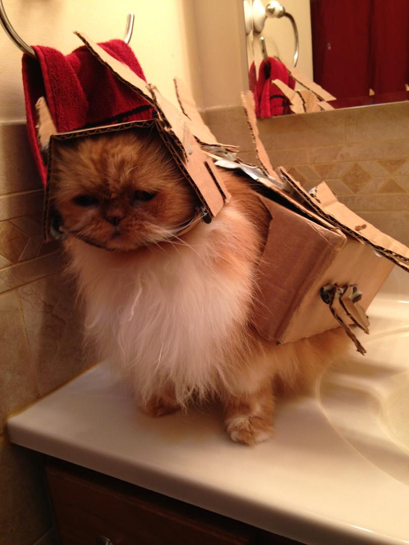 BSchwalbach23's tweet photo. I took a couple pictures of my cat in an Ankylosaurus costume to win a Sideshow contest. Sorry Momo. #SideshowSpooktacular2018 #SideshowCobbledCosplay #Gastonia https://t.co/SXbGpckpva