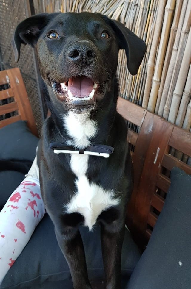 4lyfe_rescue's tweet photo. 🎃🦇We're celebrating Howlaween this week🦇

If you took a #4lyfer #Home4Lyfe send their #Howlaween pics to 4lyfe.rescue@gmail.com or by DM for us to share 🎃

#ThisIsHalloween #EverybodyMakeAScene #Halloween #DogsOfCanberra #Hugo4Lyfe https://t.co/haagD0jtP1