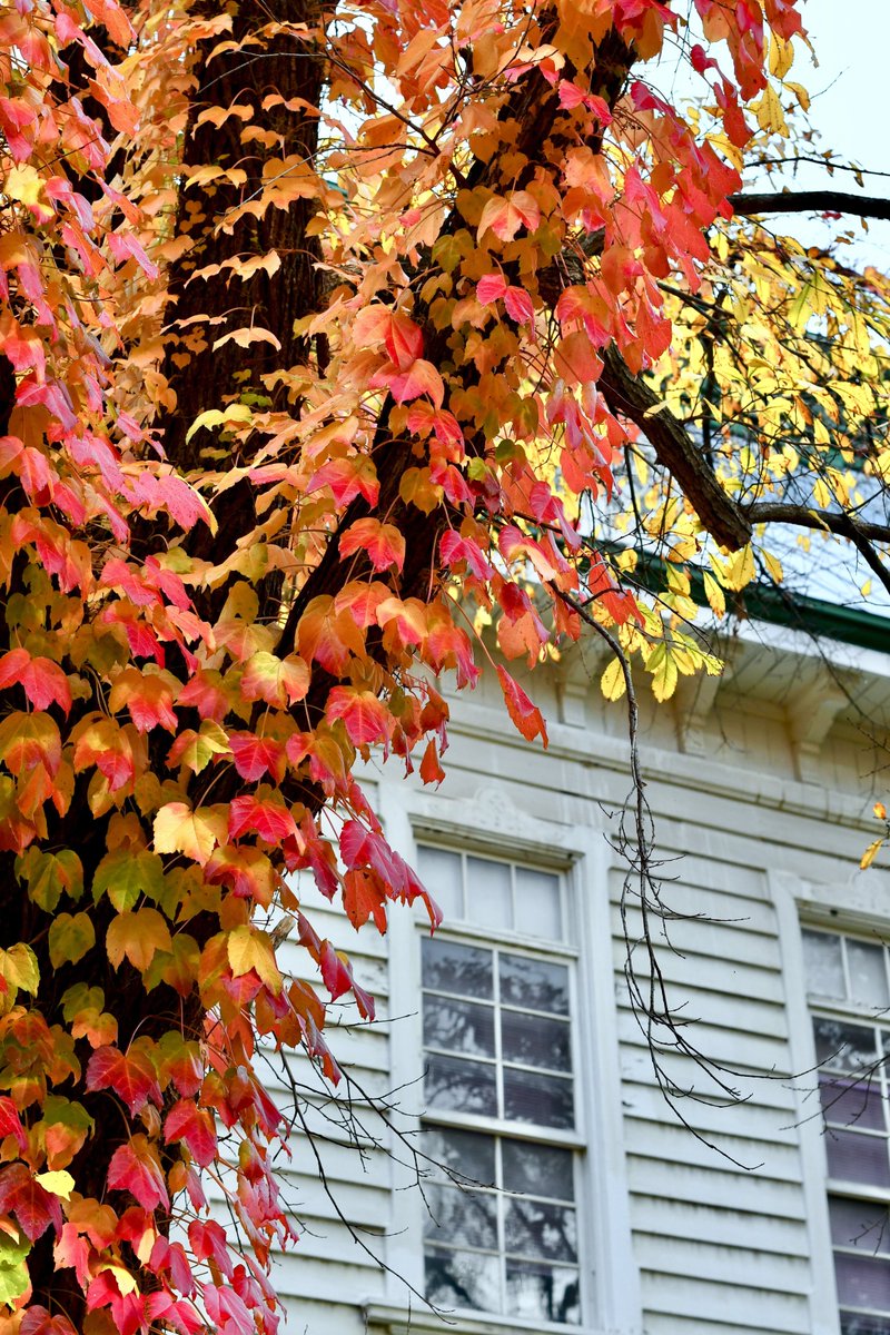 ヒロ福地 オクラホマの２人が中退した北海道大学は建物も風情がある もう少し2人も人気が出たら そのうち特別卒業認定とかされないかとヒヤヒヤしてる せっかくの北大を中退した残念感が魅力なのに それにしても絵になるキャンパスだ 絵は