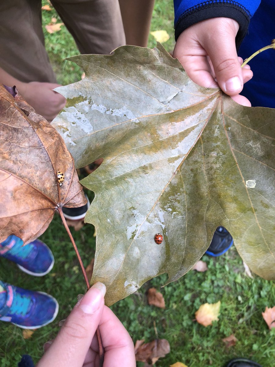 BrennanCorinna's tweet photo. Our Autumn walk #firstoftheyearnaturewalk #studentslovebeingoutdoors #outdooreducation #ladybugfriends The students named them strawberry (red) and mango (orange). The mushrooms (there were lots) are for you @AHoffingtonPost https://t.co/sODieWgX1Z