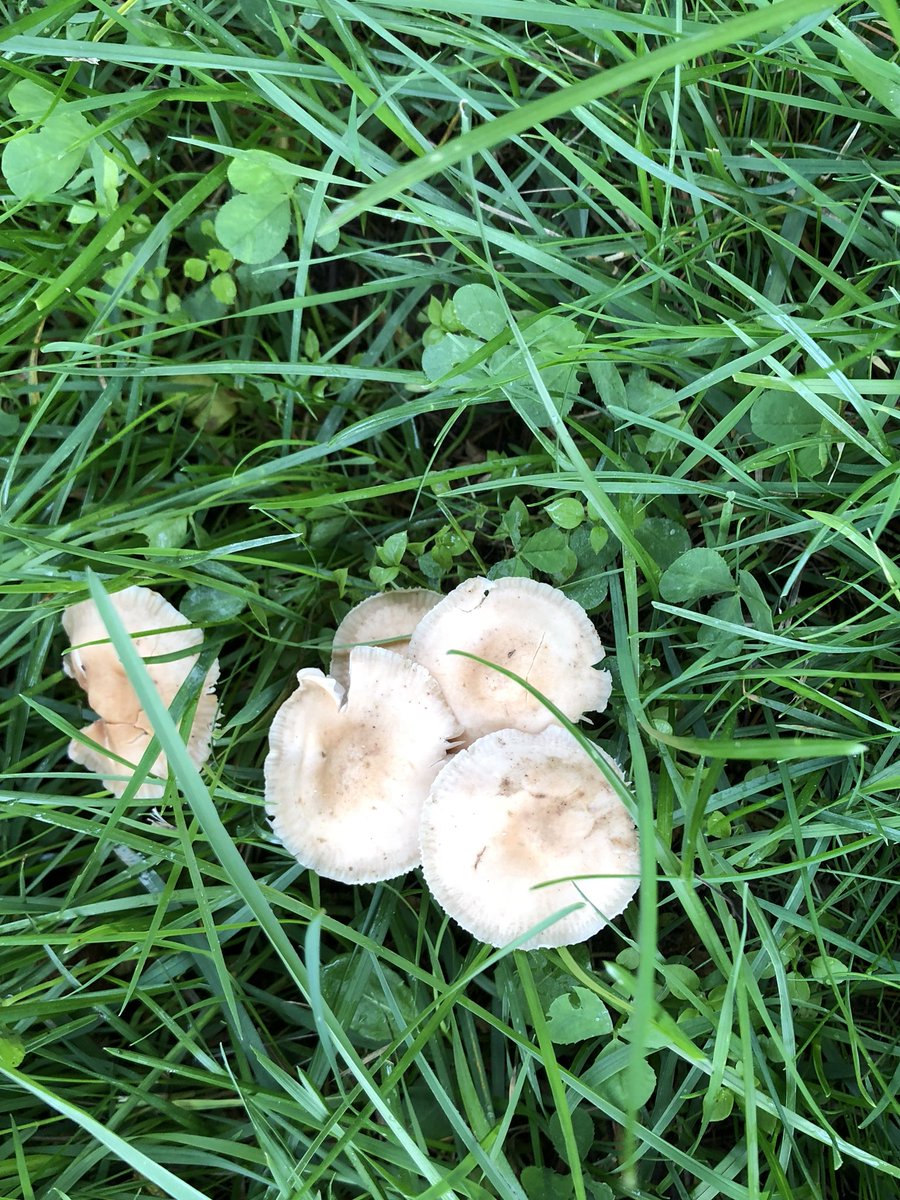 BrennanCorinna's tweet photo. Our Autumn walk #firstoftheyearnaturewalk #studentslovebeingoutdoors #outdooreducation #ladybugfriends The students named them strawberry (red) and mango (orange). The mushrooms (there were lots) are for you @AHoffingtonPost https://t.co/sODieWgX1Z