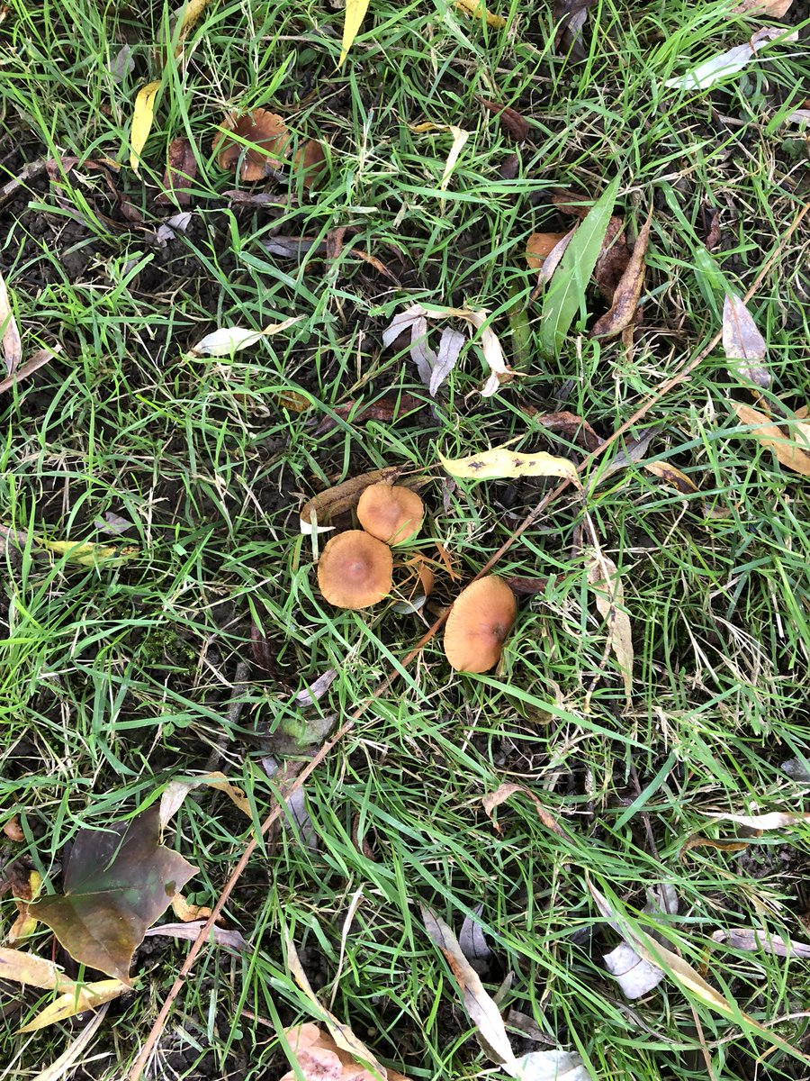 BrennanCorinna's tweet photo. Our Autumn walk #firstoftheyearnaturewalk #studentslovebeingoutdoors #outdooreducation #ladybugfriends The students named them strawberry (red) and mango (orange). The mushrooms (there were lots) are for you @AHoffingtonPost https://t.co/sODieWgX1Z