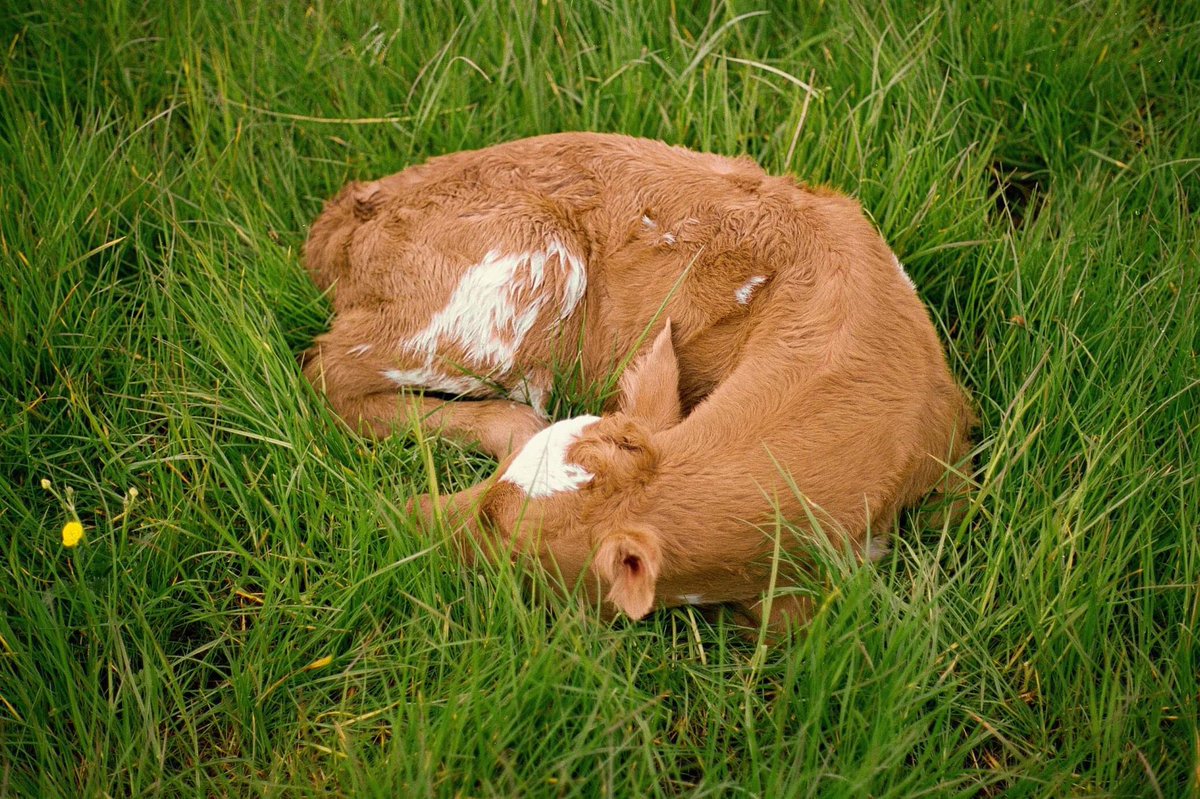 An hours old calf at @MossgielFarm before and after drinking itself into a milk stupor ❤️ #35mm #calfatfoot #organic