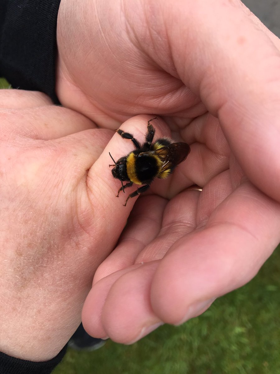 gregnzice's tweet photo. Waiting for Antarctic flight means there is time for attempted bumble bee rescue! @PolarGirlNZ @AntarcticaNZ @niwa_nz @flisaacs https://t.co/8nL5g8dbAM