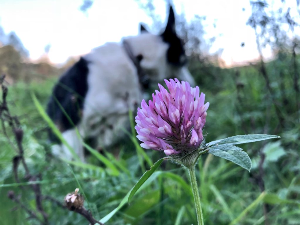 Stretching the legs <a href="/derby_parks/">Derby Parks</a> Nutwood Nature Reserve. Great to see some of the flowers still clinging on 🌻🌳🍂🐮🐶 #autumn #wildflowerhour