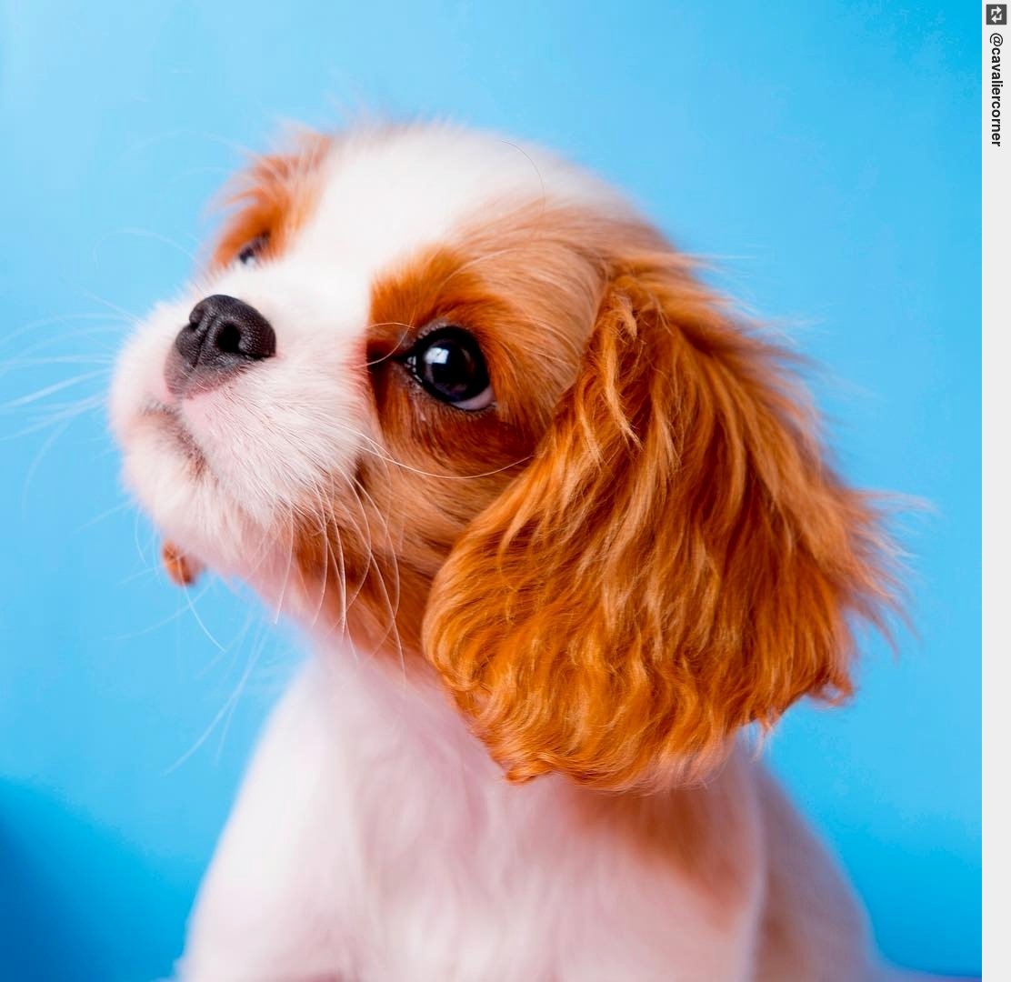 IngloriousDogs's tweet photo. 📸: . 👉Follow + tag #cavaliercorner . TAG a friend who loves #Cavaliers❤ #puppy #puppylove #dogsofinstagram https://t.co/YilT0PxOLb