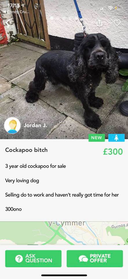 RT rosieDoc2: RT ProclaimECS: #CockerSpaniel being sold on Shpock UK, tweeting just in case anyone recognises her. She is too dark for Carol of #findsixspaniels