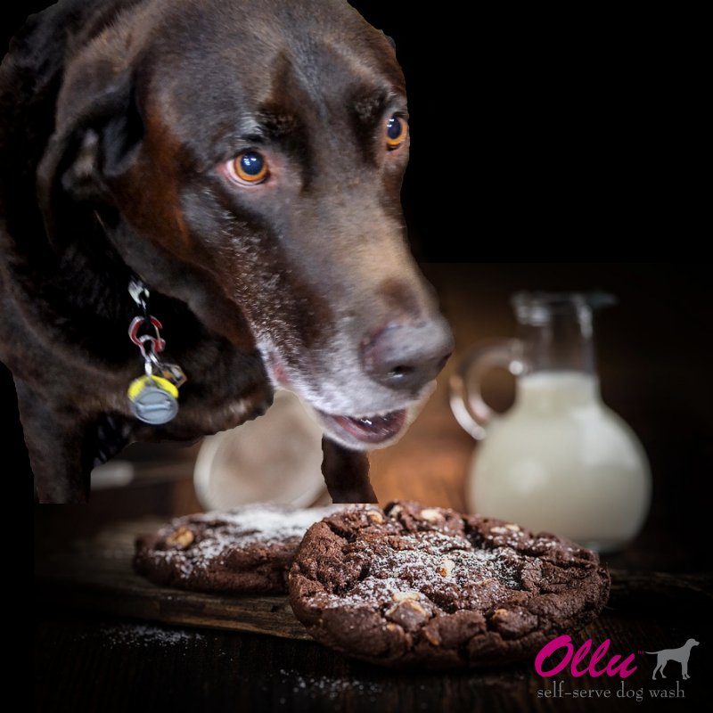 Happy #nationalchocolateday! Here's your dose of chocolate from Ollu.