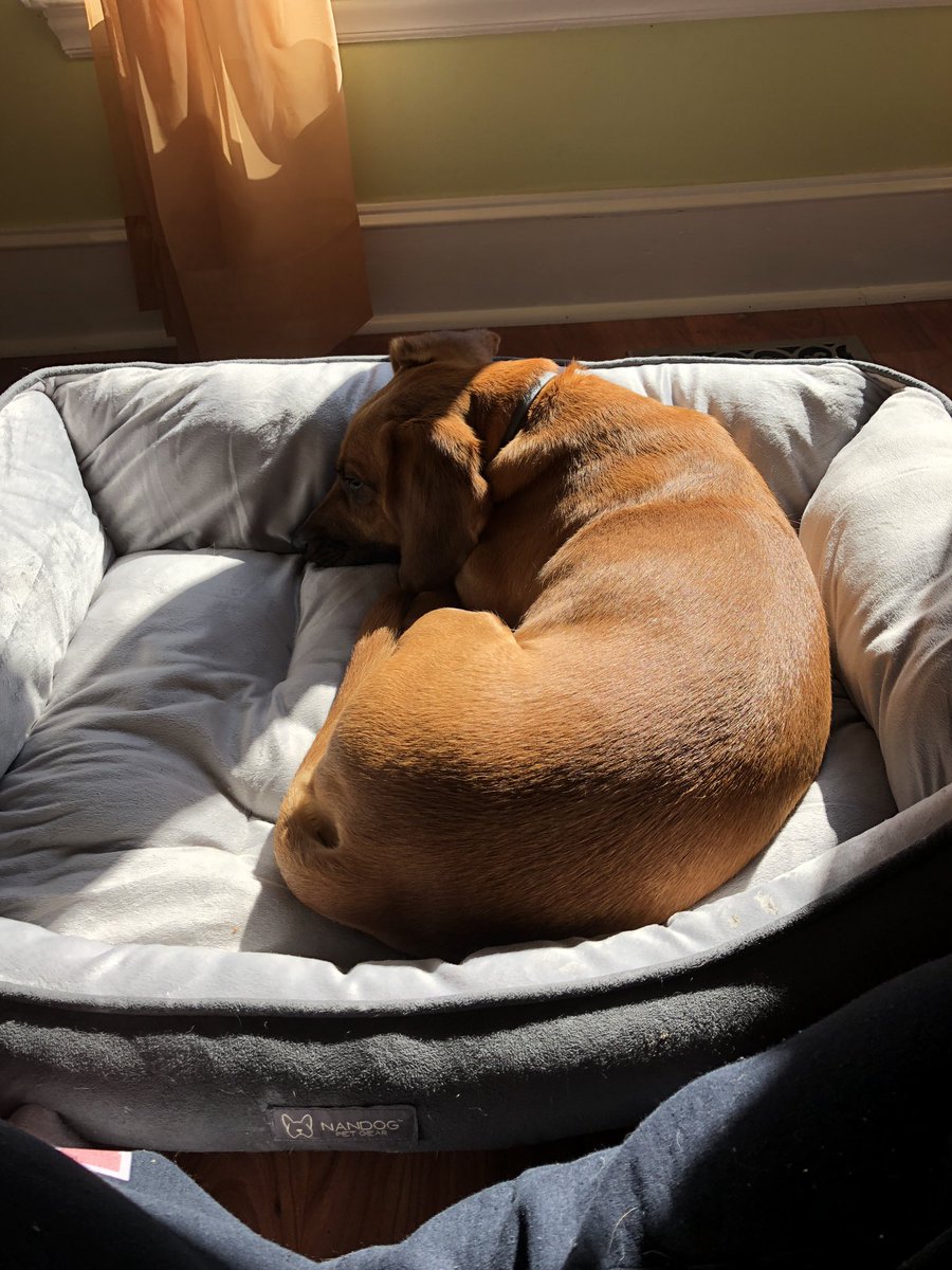etphonehome27's tweet photo. She refuses to use the pet bed unless itโs in the EXACT right spot in the sun
#spoiled #LifeofPiper https://t.co/p6xK5AWl2u