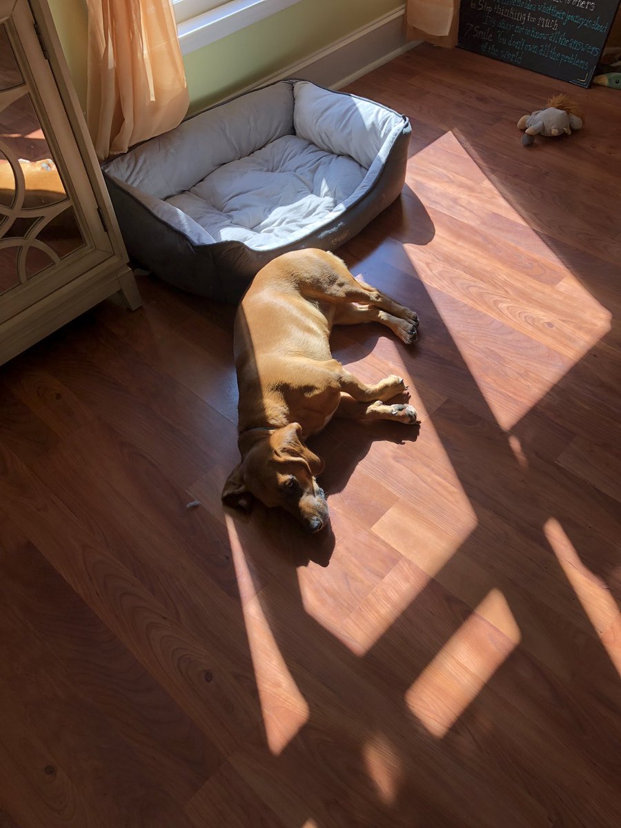 etphonehome27's tweet photo. She refuses to use the pet bed unless itโs in the EXACT right spot in the sun
#spoiled #LifeofPiper https://t.co/p6xK5AWl2u