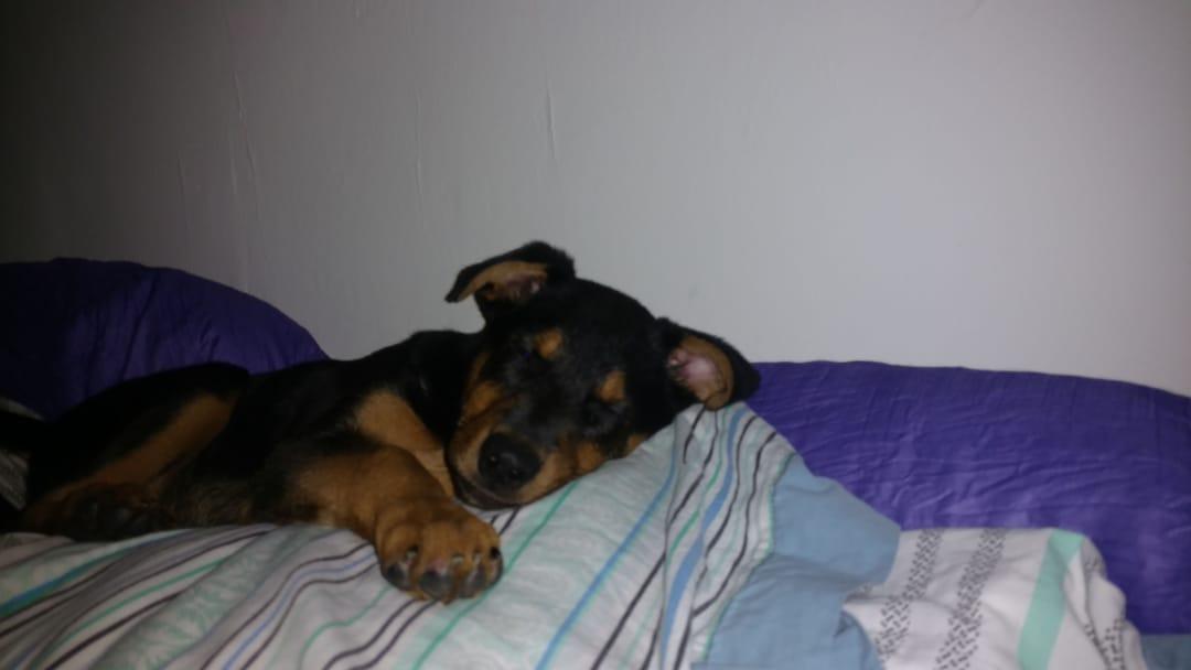 El nuevo integrante de la familia, mas pachorra imposible!! 🐕