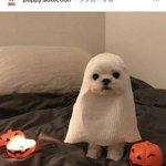 静かなハロウィンもステキだよね。ワンちゃん達のコスプレがカワイすぎる‼︎