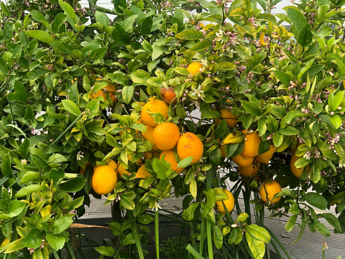 holidaycottage's tweet photo. Our guests are welcome to enjoy the fruit from the citrus trees in front of their #holidaycottage #lemons #grapefruit #havelocknorth #hawkesbay https://t.co/OuAGa2WVjo