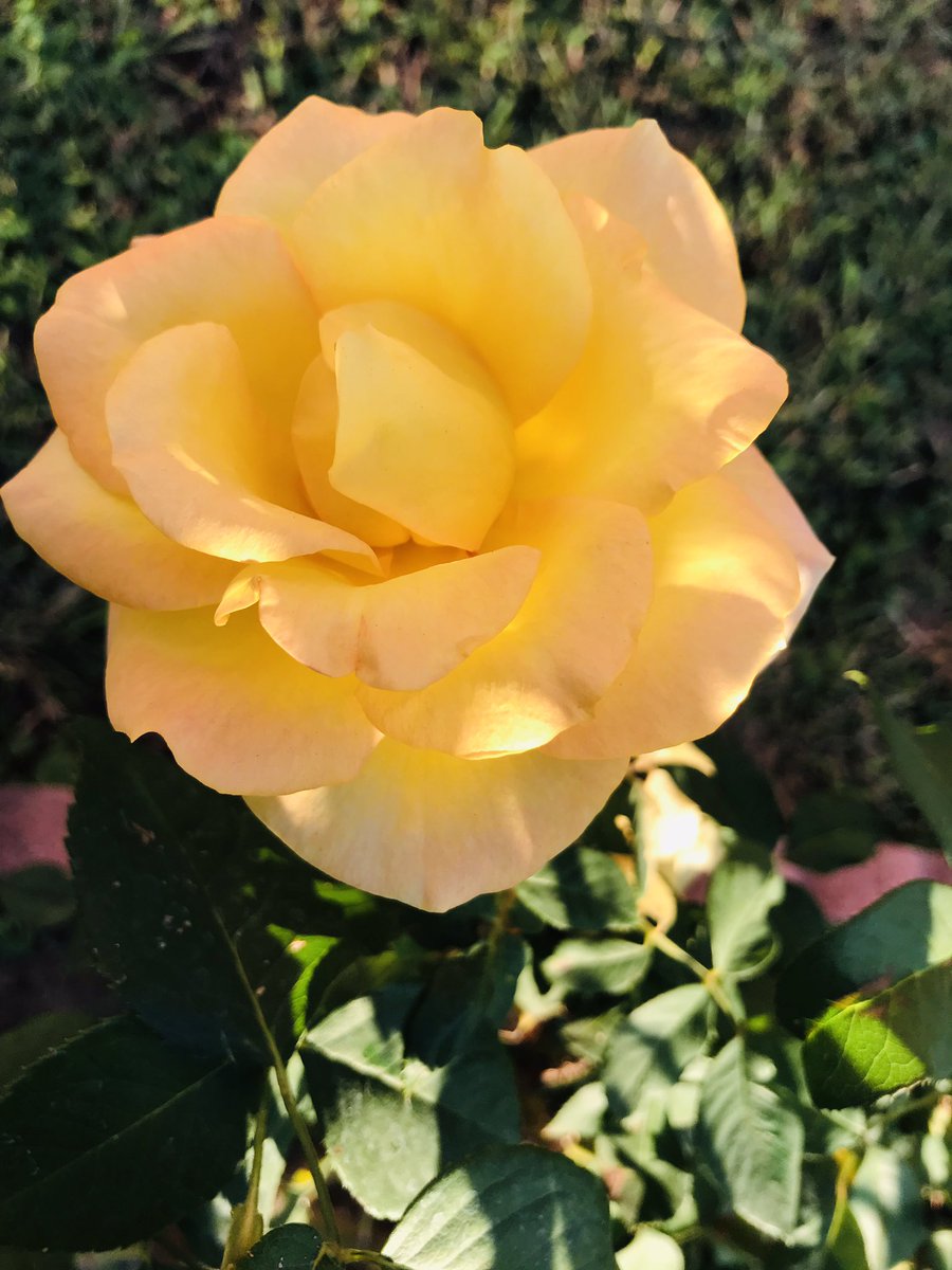 JohnnyeFontane's tweet image. The beautiful Rose #🌹 #beauty #beautiful #lovely #rose #to #you #from #elvis