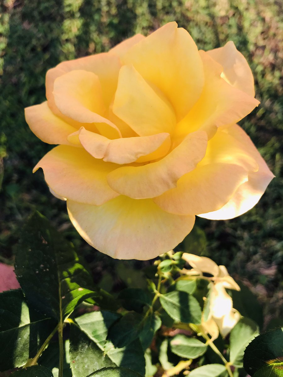 JohnnyeFontane's tweet image. The beautiful Rose #🌹 #beauty #beautiful #lovely #rose #to #you #from #elvis