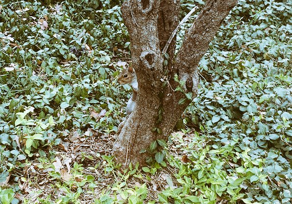 EchoesofEarth's tweet photo. #squirrel #fallanimals https://t.co/D78wcGMfC4