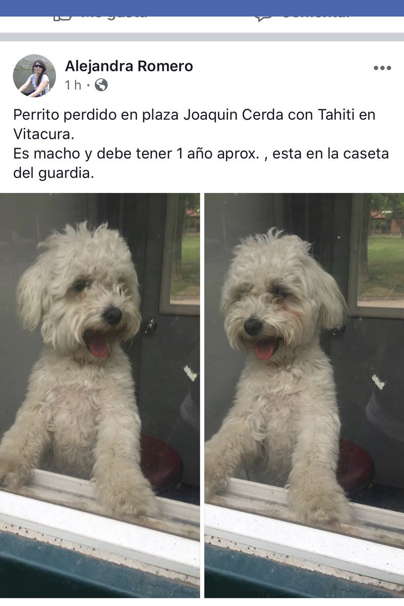 ATENCIÓN VITACURA, busca a sus dueños, favor RT <a href="/mvacarezza/">Marcela Vacarezza E</a>