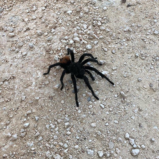 tomleelong's tweet photo. These guys were coming out for Halloween in Tulum https://t.co/GsTFDAsxGo https://t.co/5ZZpedsLTQ