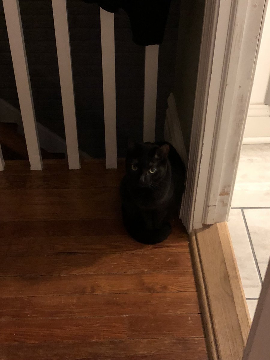 four_kittens's tweet photo. I hids in the shadows. Stop, pretending you can see me. #four_kittens #shadowkitty #icansoseeyou https://t.co/gVLjLT2k8d