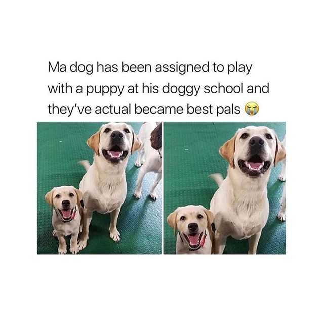 FreshPatch's tweet image. Getting to bed early so you can wake-up and continue being the best pup-pal ever #LearningByExample #OurKindaMentor #THATSMILE 🙌🏻 ift.tt/2CLUonW