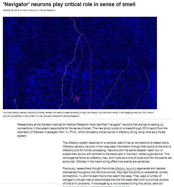 Navigator Neurons Play Critical Role In Sense Of Smell >> Vasculardementia2019 Tagged Tweets And Downloader Twipu Navigator Neurons Play Critical Role In Sense Of Smell >> Vasculardementia2019 Tagged Tweets And Downloader Twipu