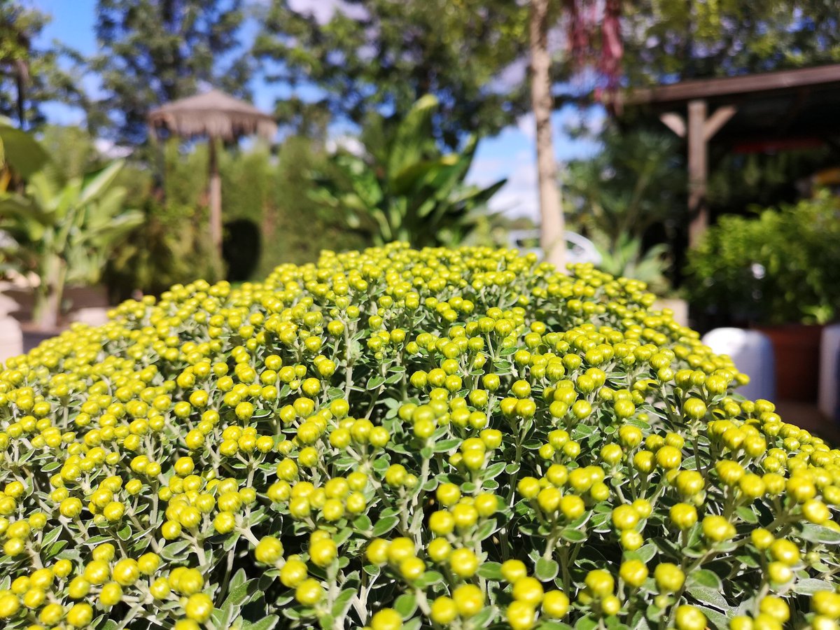 Ajania pacifica. Esperando su espectacular floración. #flor #jardin #rocalla