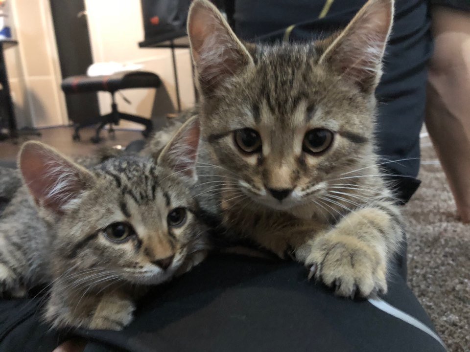 OfficialMONSTAX's tweet image. [#주헌] 우리 애기들 사진과 나의 옛사진 ㅋㅋ
예쁘게 커다오~ 요시와 구찌 
내 머리봐여 몬베베 ㅎㅎ