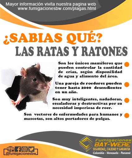 Plano mendigo Compuesto Fumigaciones Baywere on Twitter: "#SabiasQué tema de interés sobre las  #ratas y #ratones #Curiosidades https://t.co/gbuhyLtQK7" / Twitter