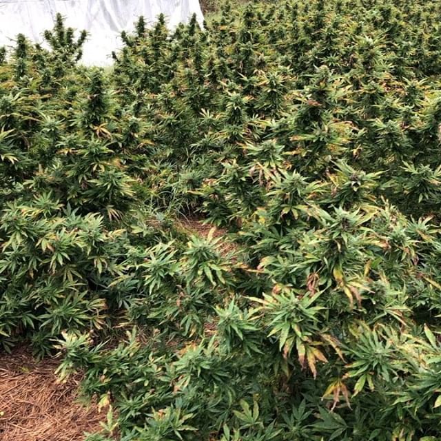 Finished our first crop of hemp.  6 different variety trials.  Had some nice 6%-13%+ Cannabinoid results. A few good, a few not so great.  Glad to be participating in TN hemp research for our Dept. Of Agriculture, and growing this crop for my awesome wif… ift.tt/2yCdOck