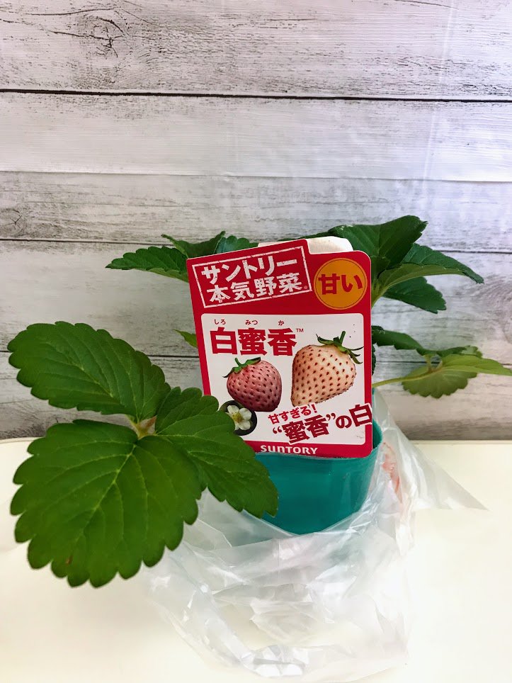 ケミクライム ちょっと出遅れましたが イチゴ育てることにしました サントリーの白蜜香です 売ってた苗の中でこの品種が一番甘いという事だったのでこれにしました ただ色味的には真っ赤なイチゴも捨てがたかったが 今回はこれでいく 立派に成長し ケミクライム ちょっと出遅れましたが イチゴ育てることにしました サントリーの白蜜香です 売ってた苗の中でこの品種が一番甘いという事だったのでこれにしました ただ色味的には真っ赤なイチゴも捨てがたかったが 今回はこれでいく 立派に成長し
