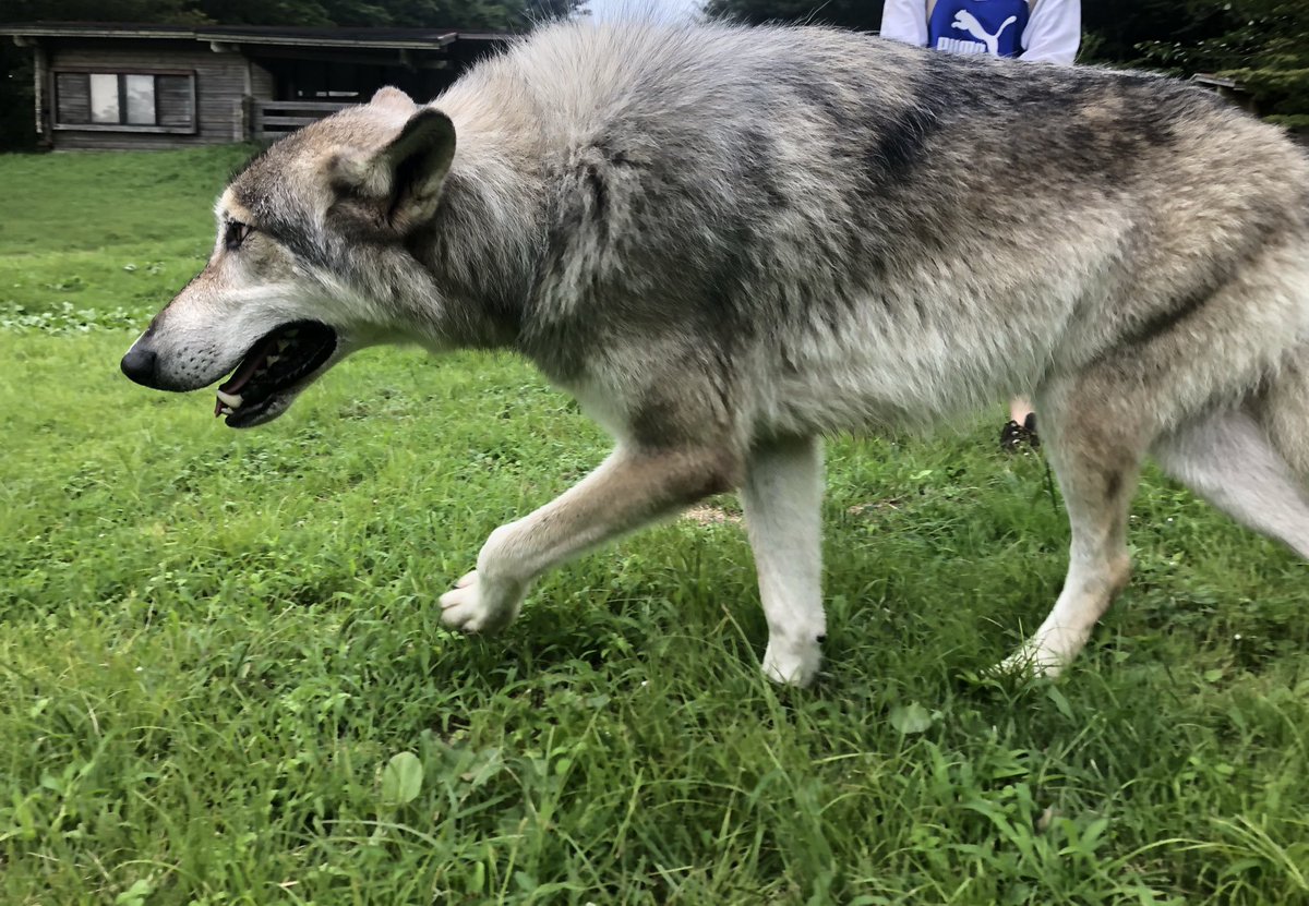 ট ইট র 狼と俳優 モウコ大きいね 狼 オオカミ 狼犬 大型犬 犬の横顔写真展 犬好きな人と繋がりたい 仲良し Wolf ウルフ ウルフドッグ ハイブリットウルフ かわいいと思ったらrt 動物 カメラ好きな人と繋がりたい 写真好きな人と繫がりたい