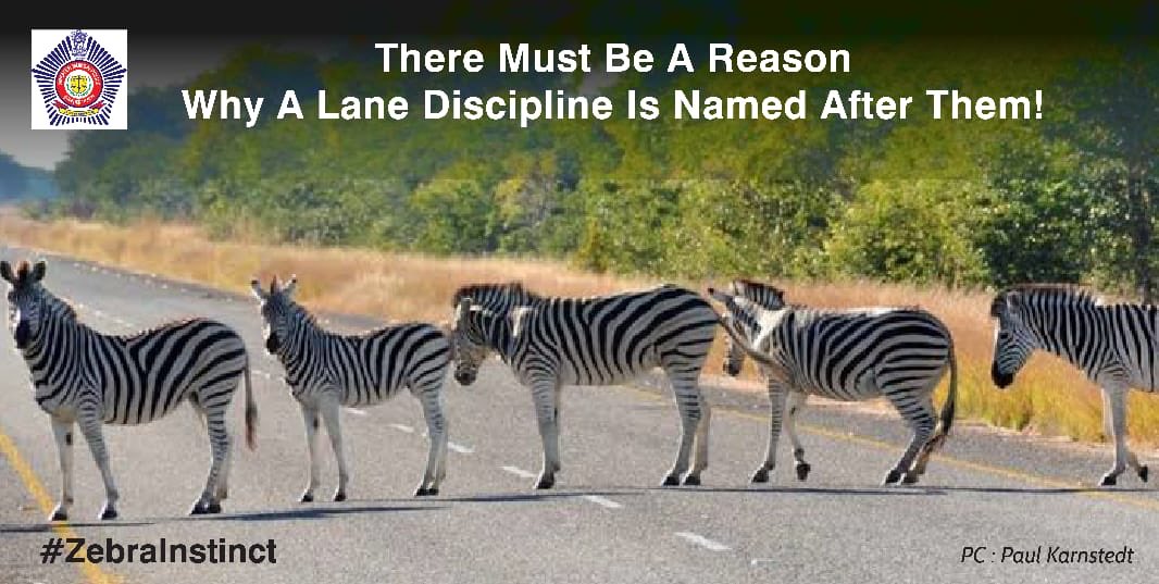 And looks like them too! #ZebraInstinct #PedestrianResponsibility #RoadSafety