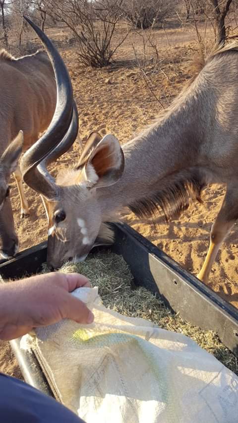 boere_in's tweet photo. #Boereinnood
@GrootFM 
@Klankkoerant
Ons benodig vondse en vervoer skenkings om voort te gaan  met hulp Dit is die mooi en lelik van droogte.Koeie wat se kondisie so sleg is gaan le het maar kalf  Wild wat hulle vrees vir mense vergeet want hulle is so honger. https://t.co/XVamIZLEx5