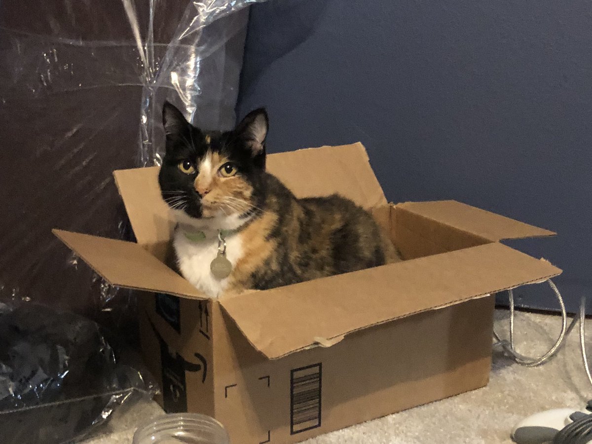 TolarianCollege's tweet photo. Within 5 minutes of opening my box...
“If I fits, I sits.” #ProfCat https://t.co/oDtCmpM8FN