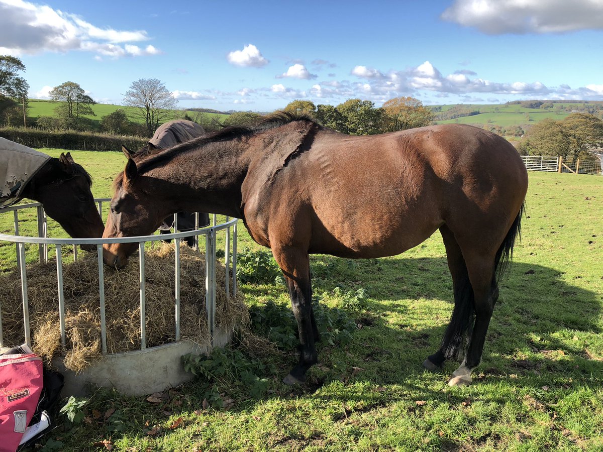 tarnbrookstud's tweet photo. Freya (ForBetterorWorse) looking well going into the Autumn/Winter Period. By Court Cave out of a Presenting mare #recycledracehorse #futurebroodmare https://t.co/RCJYqYhJOP