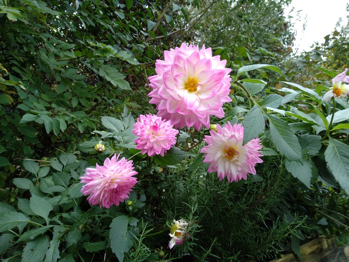 erikvanh's tweet photo. De #dahlia's vallen om maar vieren nog wel feest op #Amstelglorie https://t.co/VccuMVGGFk