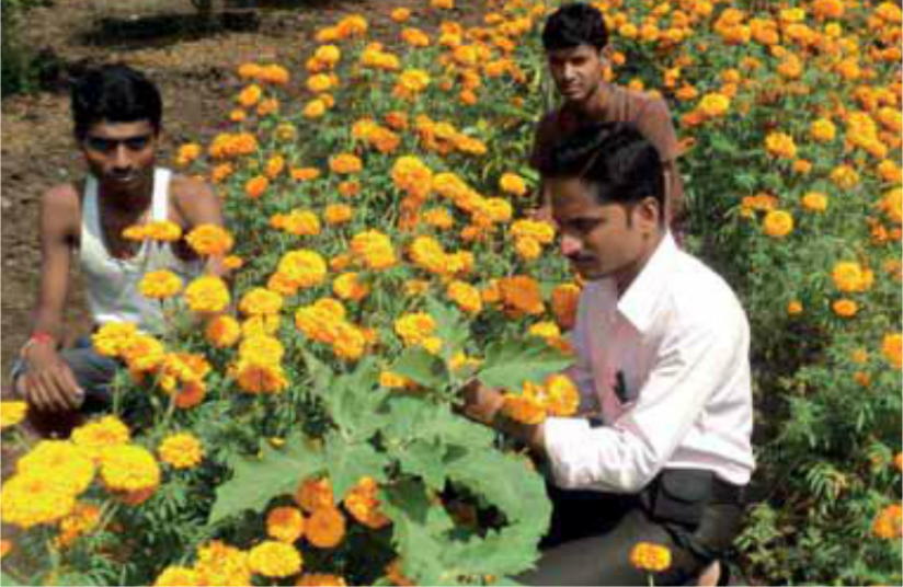 BAIF Development Research Foundation tweet media