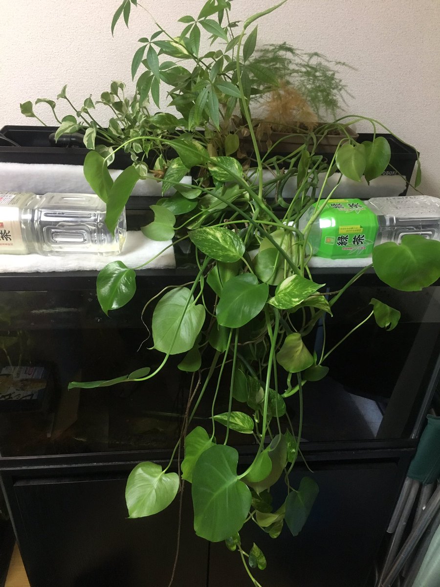 たかなり 上部フィルターでポトスやらパキラやら育て始めたら成長速度がやばい